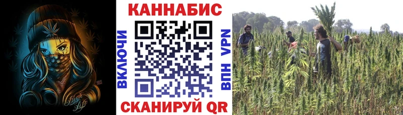 Купить где Сосновка Шишки марихуана THC 21%